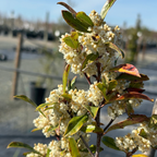 Carolina Cherry Laurel