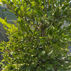 Carolina Cherry Laurel
