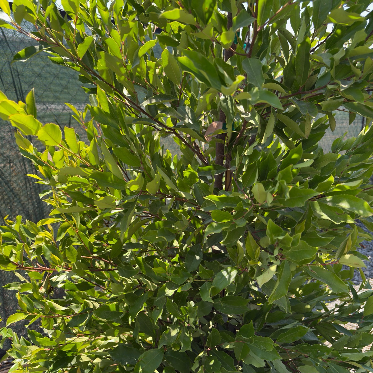 Carolina Cherry Laurel