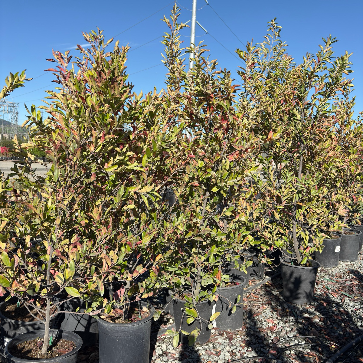 Carolina Cherry Laurel