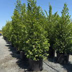 Carolina Cherry Laurel