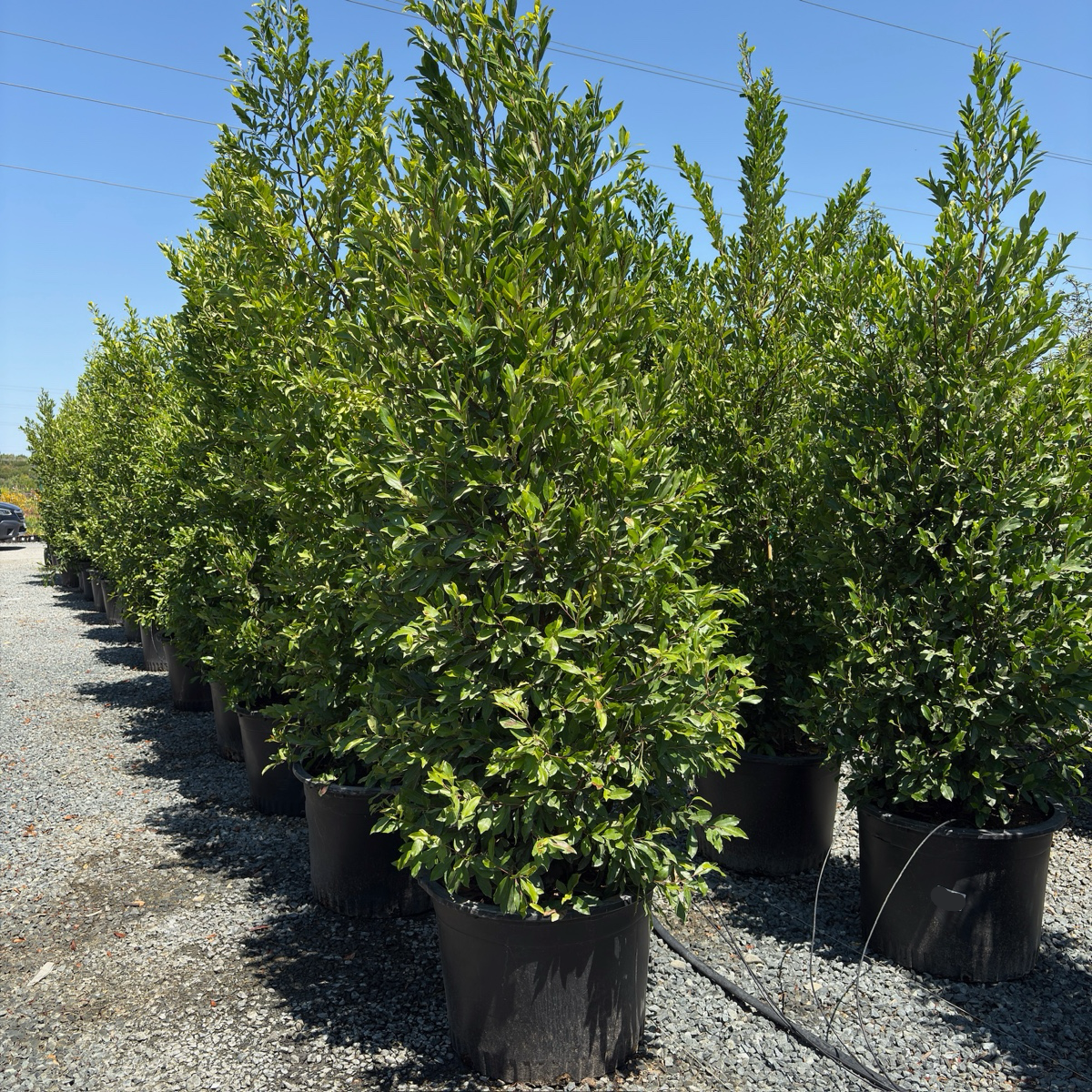 Carolina Cherry Laurel