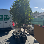 Carolina Cherry Laurel