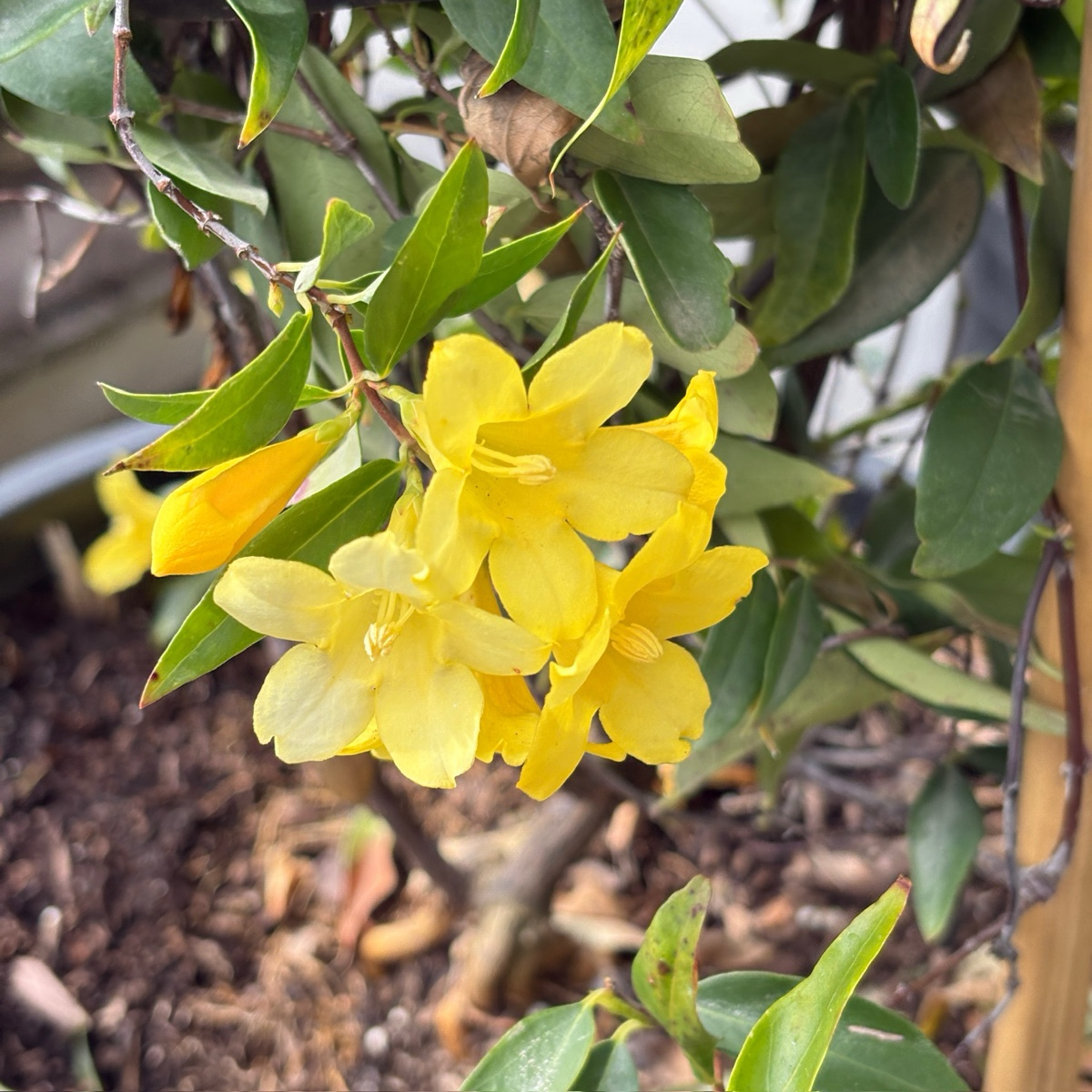 Carolina Jessamine
