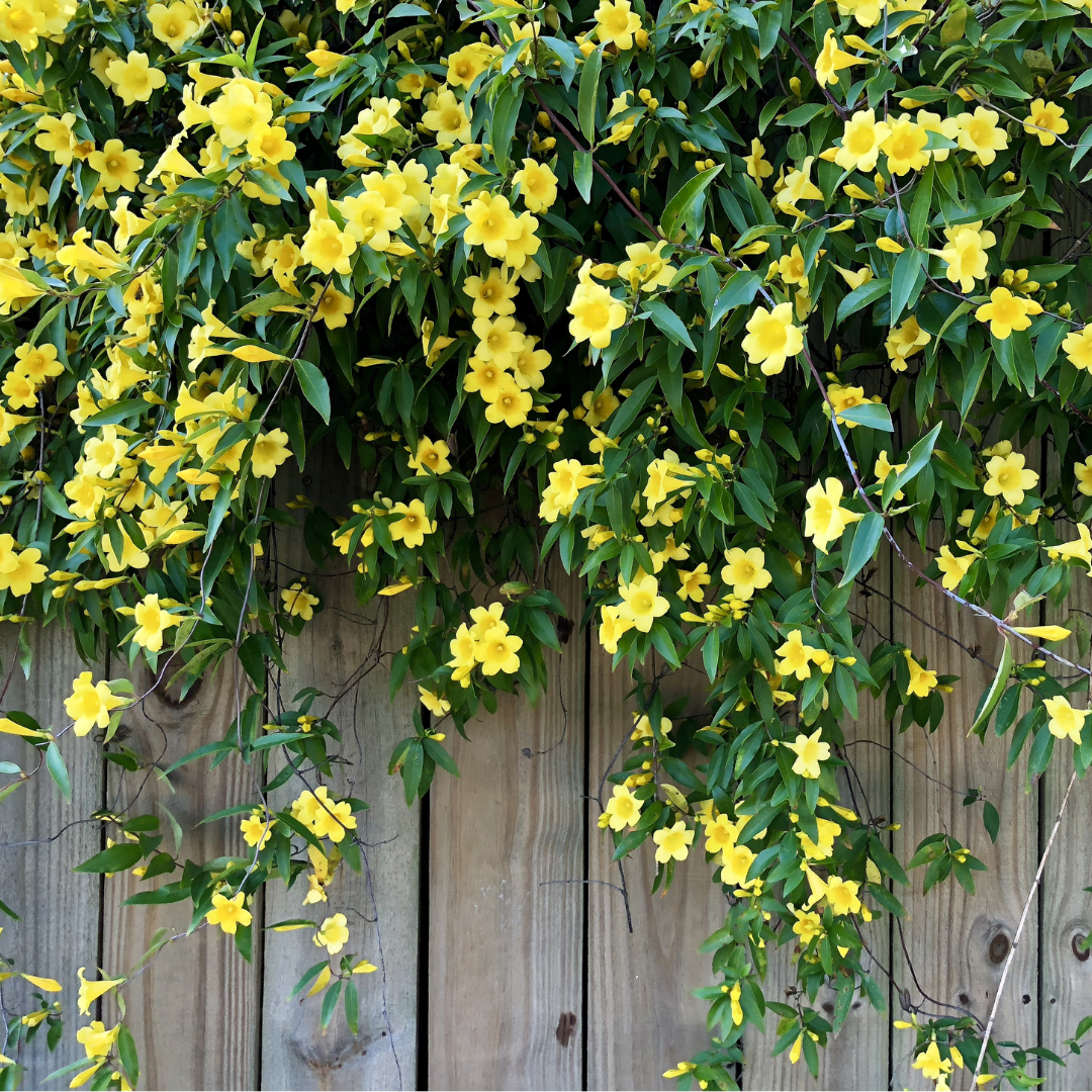 Carolina Jessamine