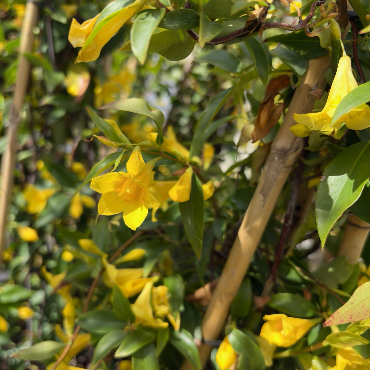 Carolina Jessamine