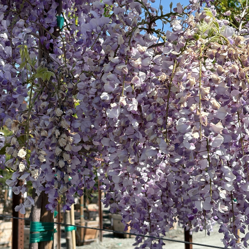 Chinese Wisteria Vine (Wisteria Sinensis) - 15 Gal
