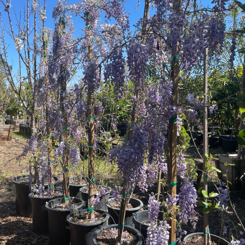 Caroline Chinese Wisteria | Fragrant Purple Flower Vine – Victory