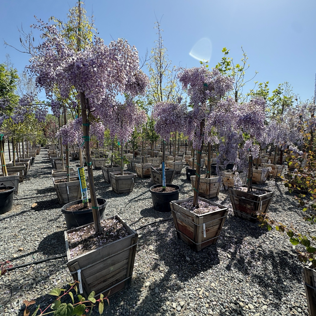 potted wisteria plant Caroline Chinese Wisteria