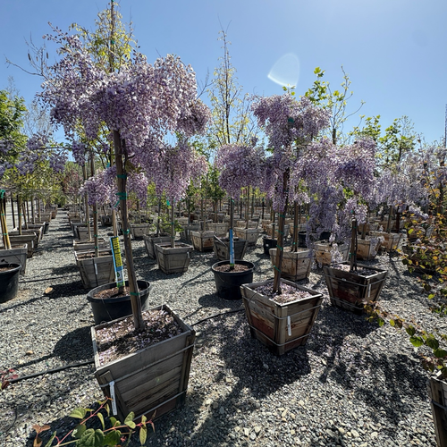Caroline Chinese Wisteria | Fragrant Purple Flower Vine – Victory