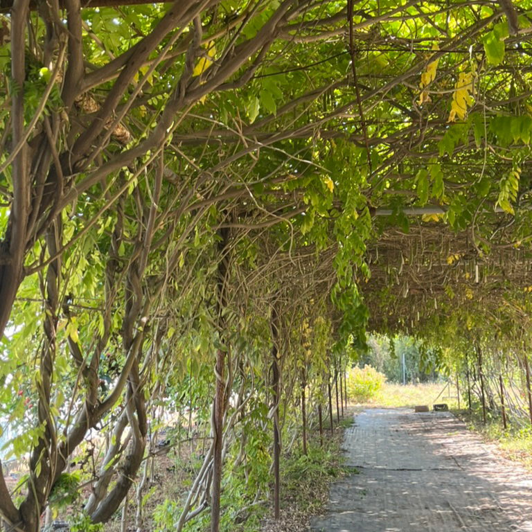 Caroline Chinese Wisteria