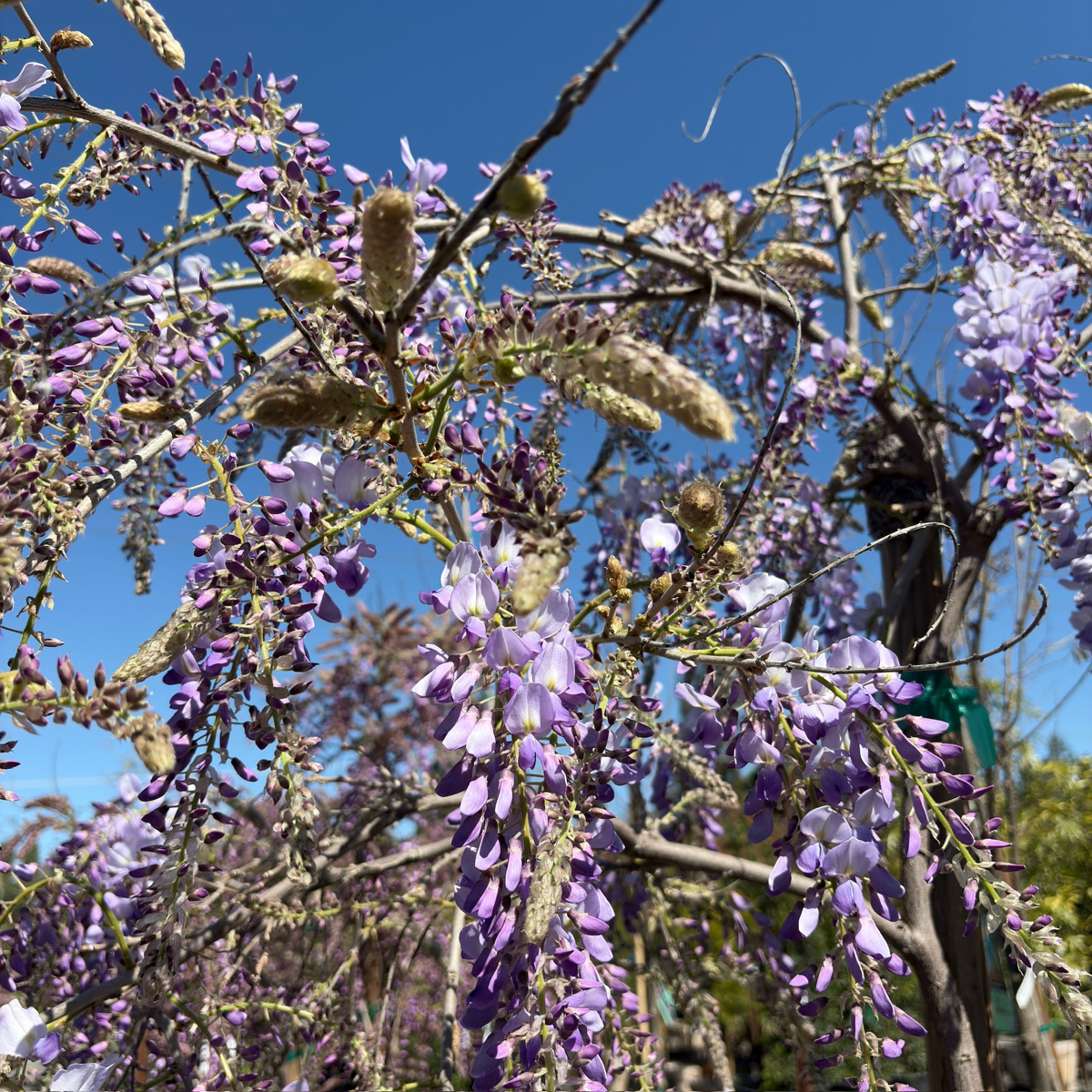 chinese lavender plant Caroline Chinese Wisteria