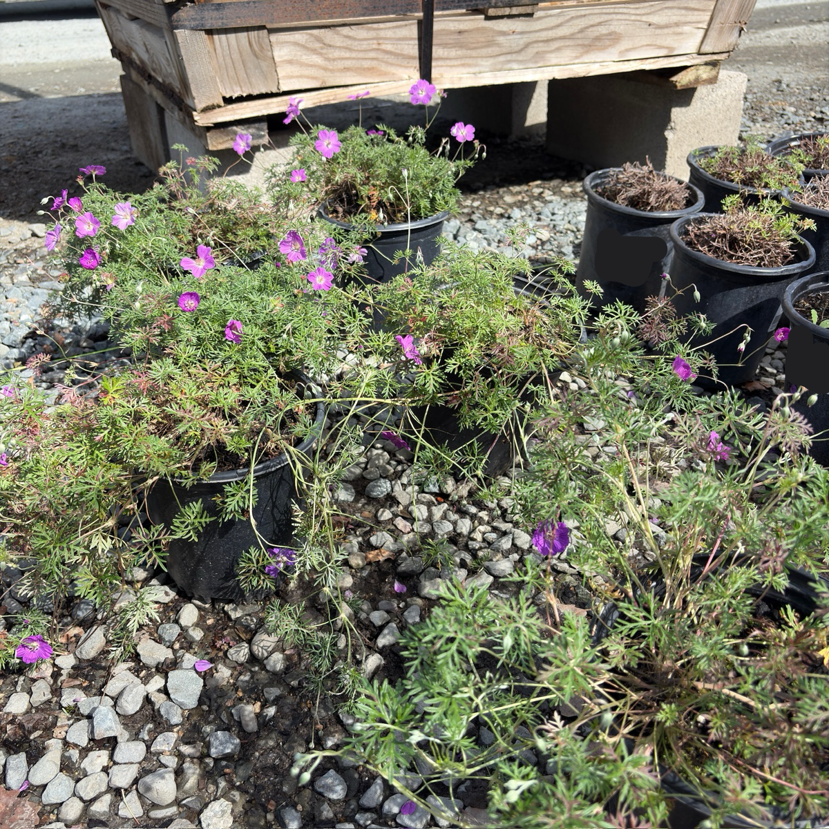 Carpet Geranium