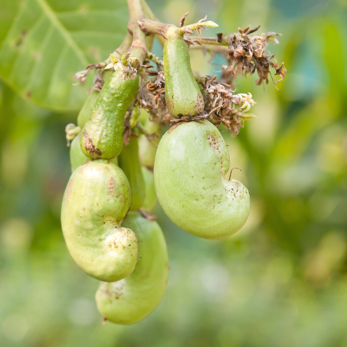 Green fruits hanging from a Cashew tree with a blurred green background