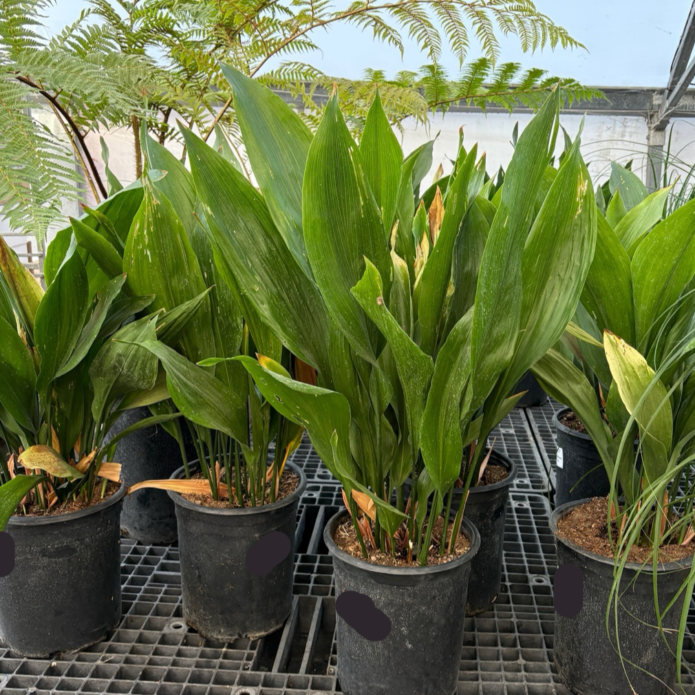 cast iron house plant Cast Iron Plant