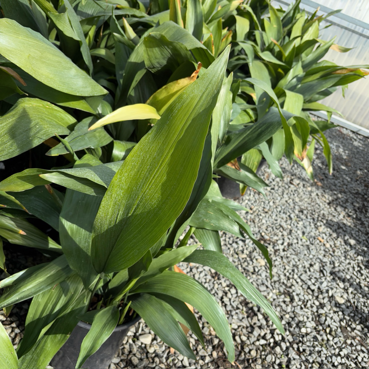 Cast-Iron Plant