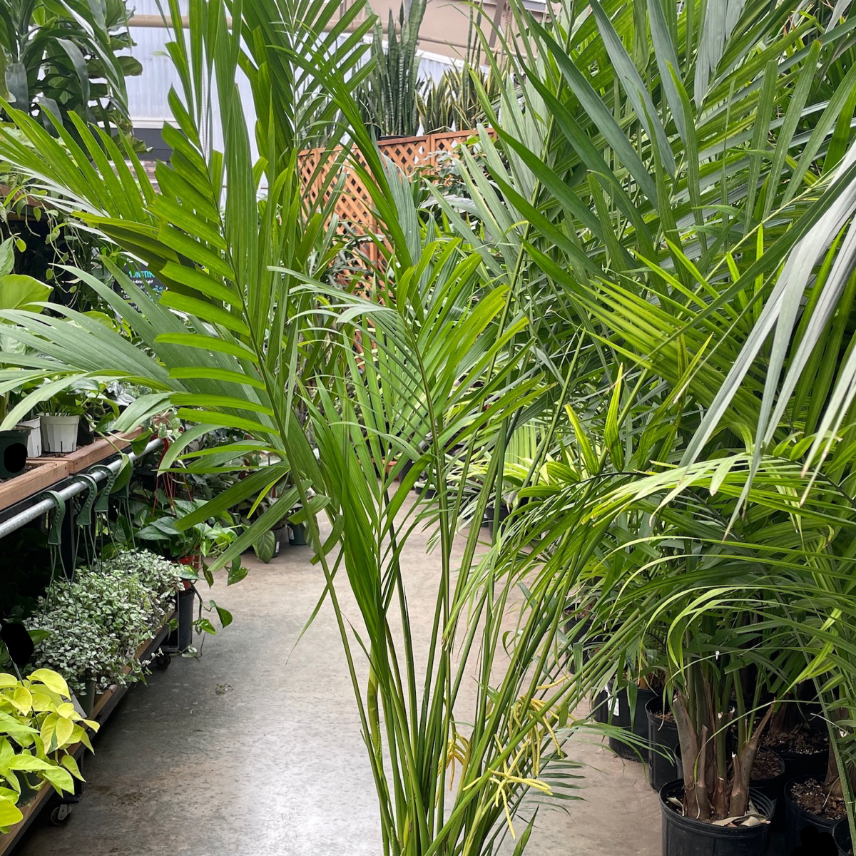 cat palm outside Cat Palm