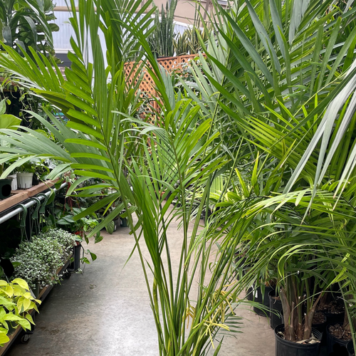 Cat Palm