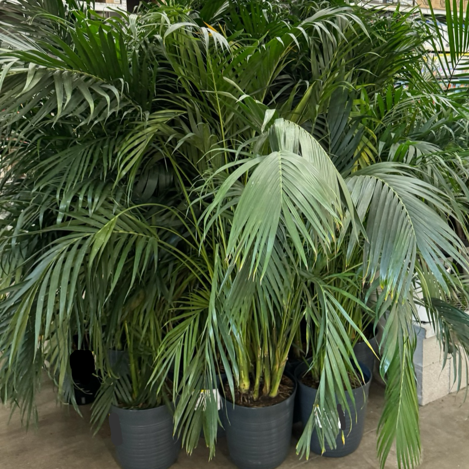 cat palm indoor plant Cat Palm