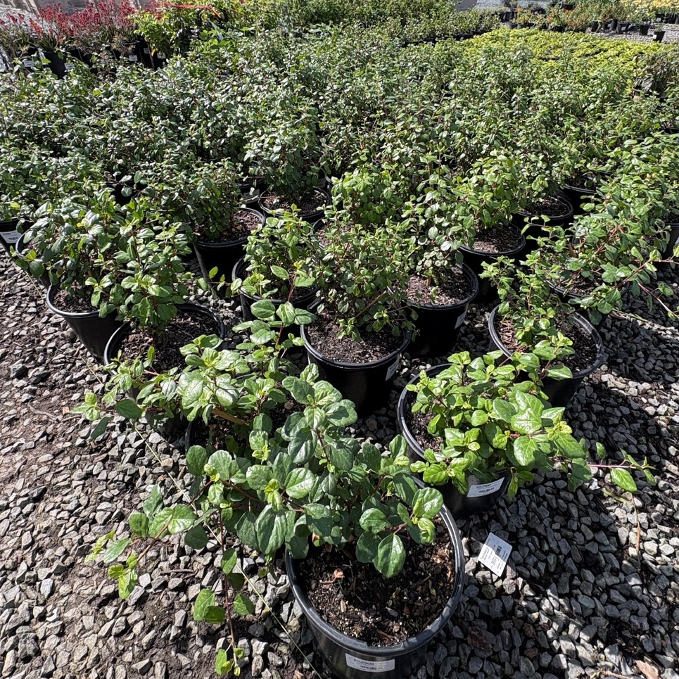 Catalina Currant