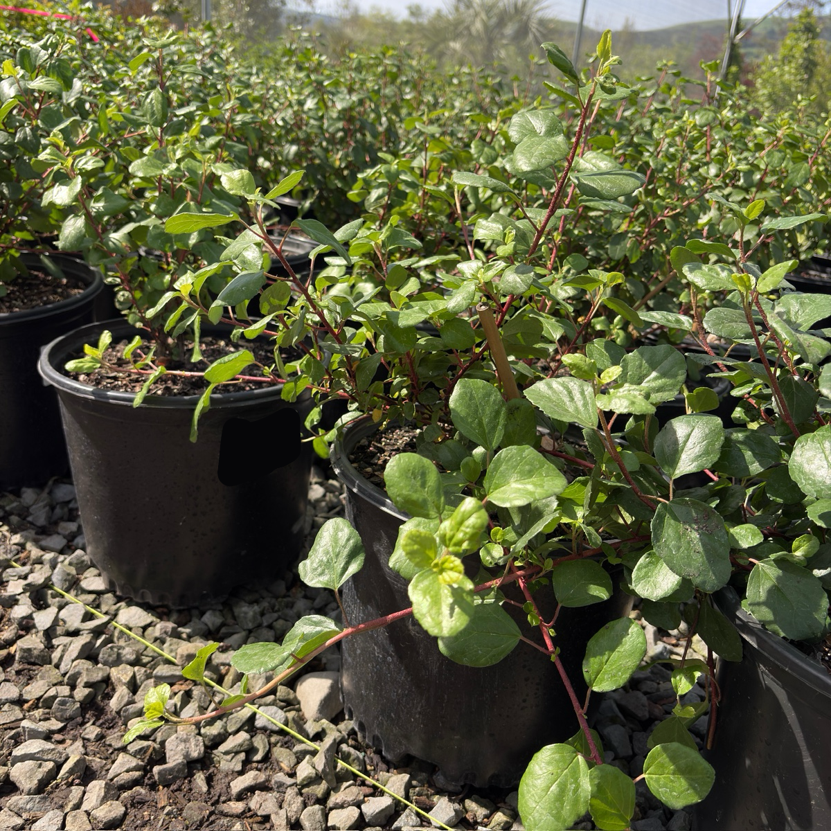Catalina Currant