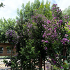 Catawba Crape Myrtle