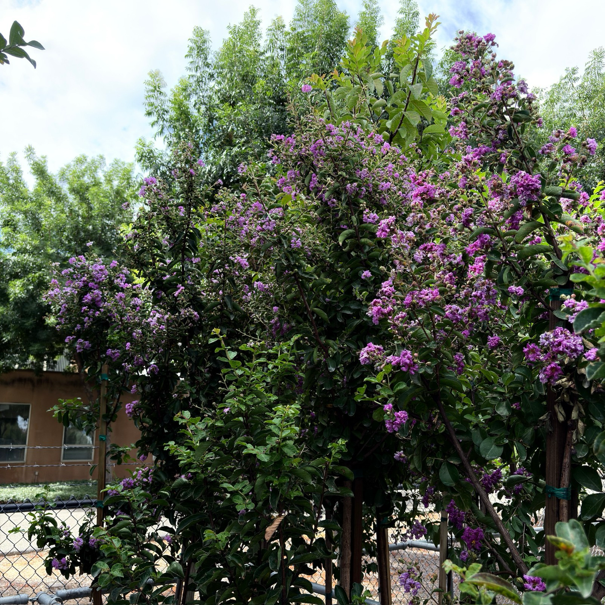 Catawba Crape Myrtle