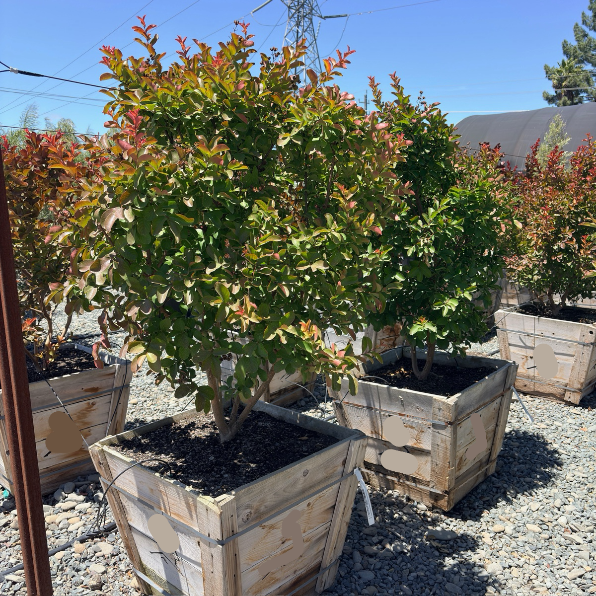 Catawba Crape Myrtle