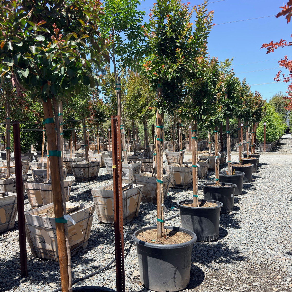 Catawba Crape Myrtle