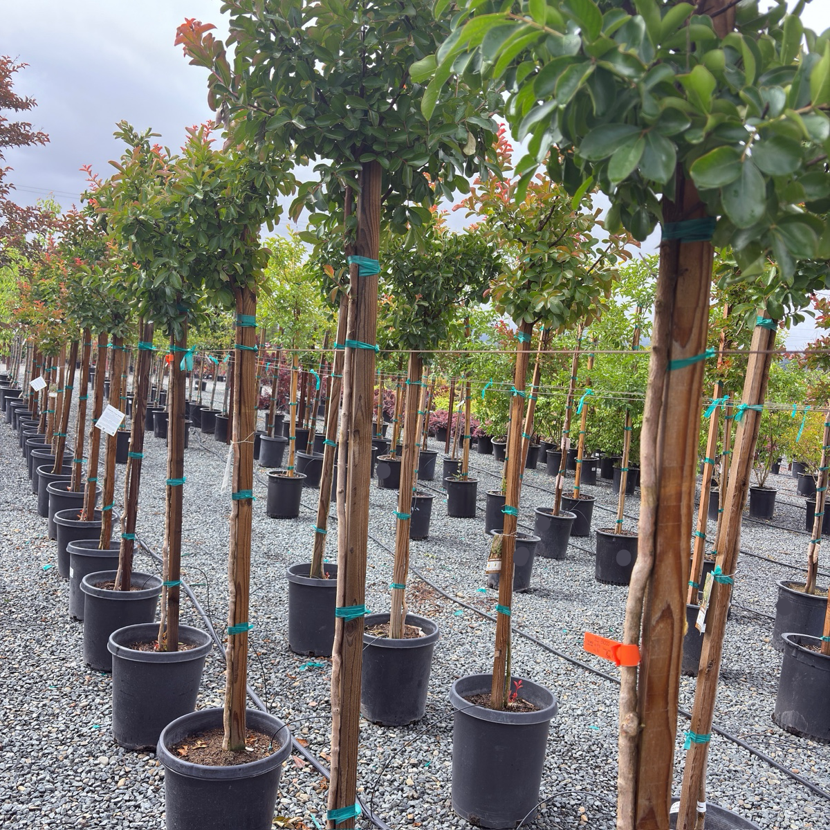 Catawba Crape Myrtle