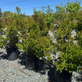Catawba Crape Myrtle