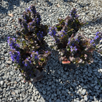 Catlins Giant Carpet Bugle