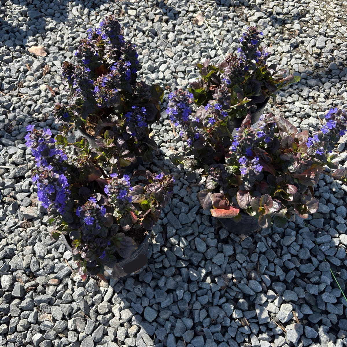Catlins Giant Carpet Bugle