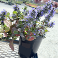 Catlins Giant Carpet Bugle