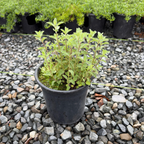 Catmint