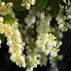 Cavatine Japanese Andromeda