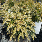 Cavatine Japanese Andromeda