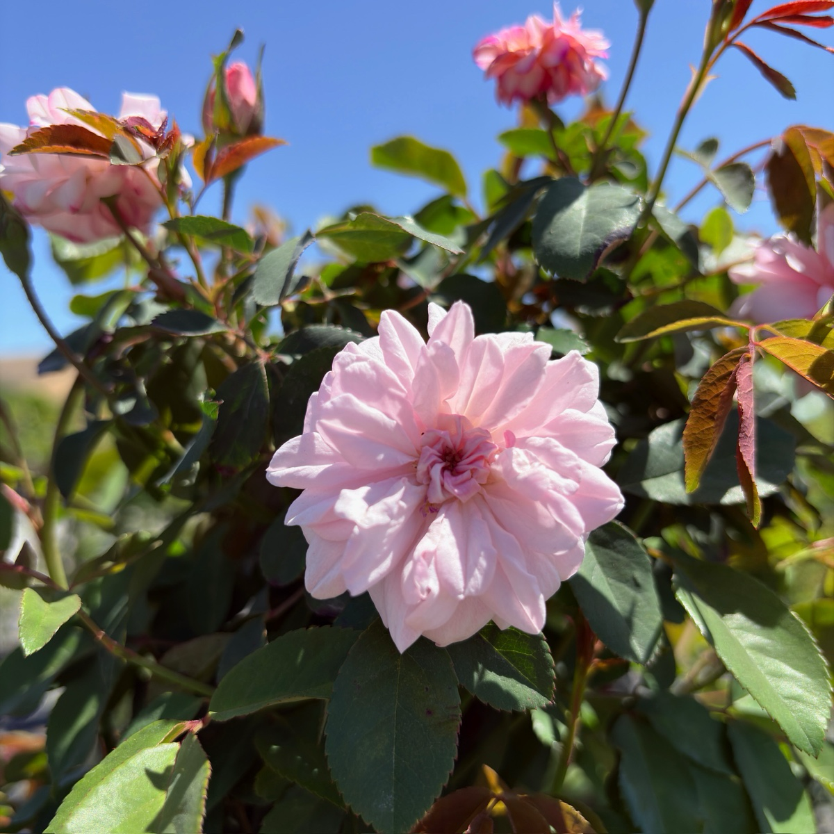 Cecile Brunner Climbing Rose