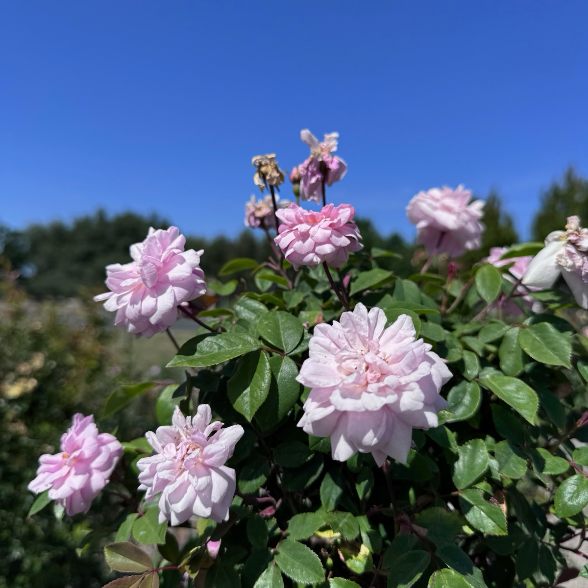 Cecile Brunner Climbing Rose