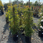 Cecile Brunner Climbing Rose