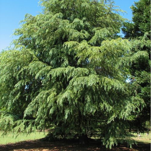 Cedar Deodar