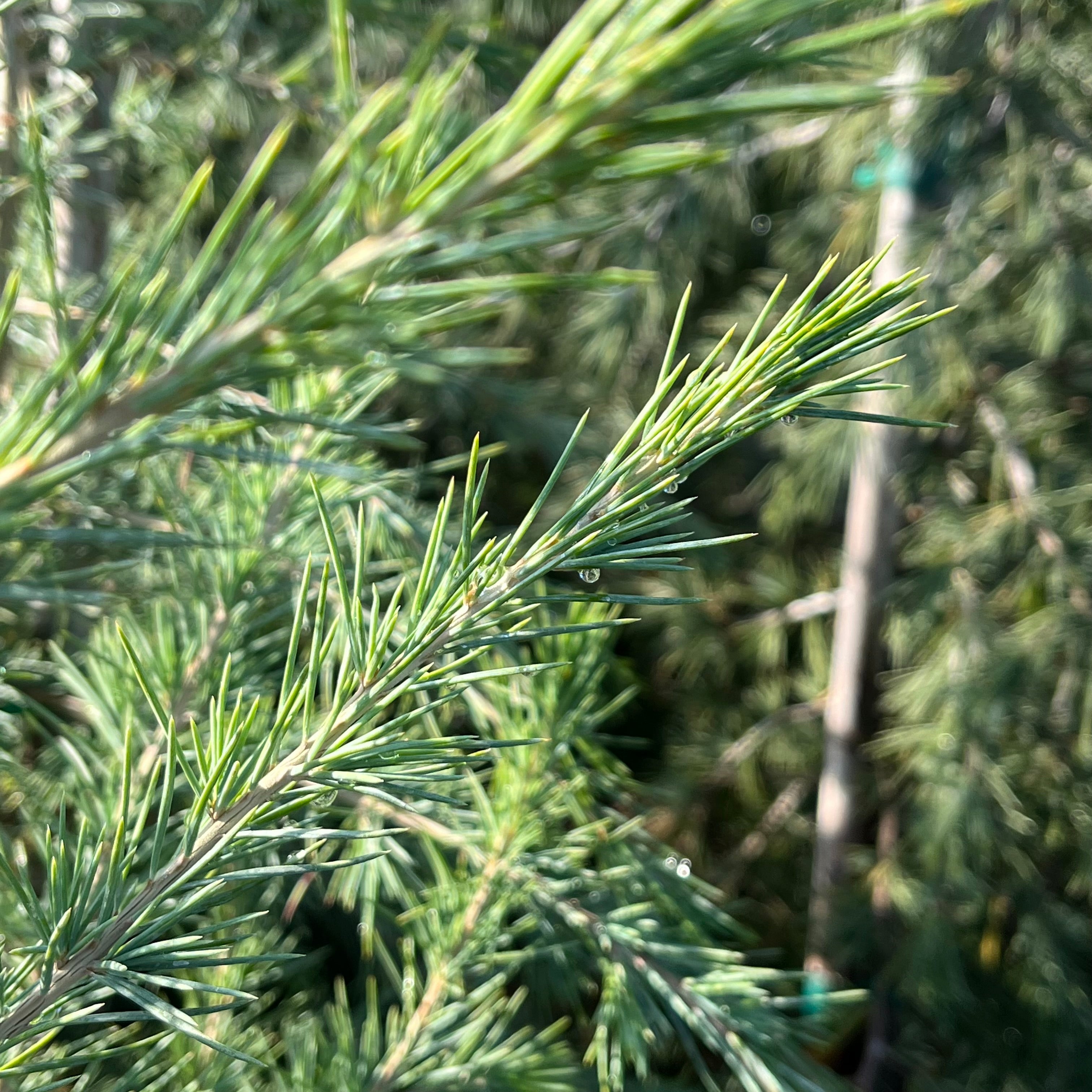 Cedar Deodar