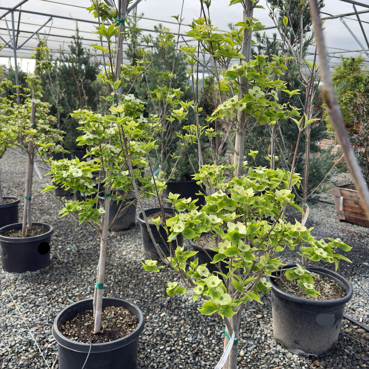 Celestial Shadow Dogwood