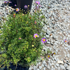 Centaurea gymnocarpa