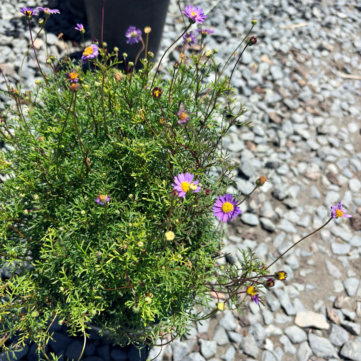 Centaurea gymnocarpa
