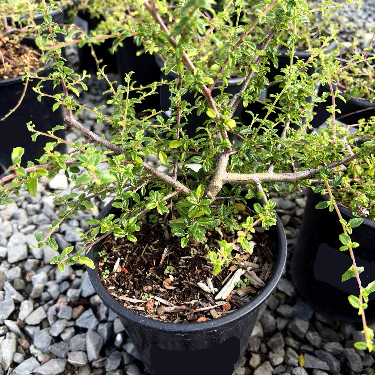Centennial California Lilac