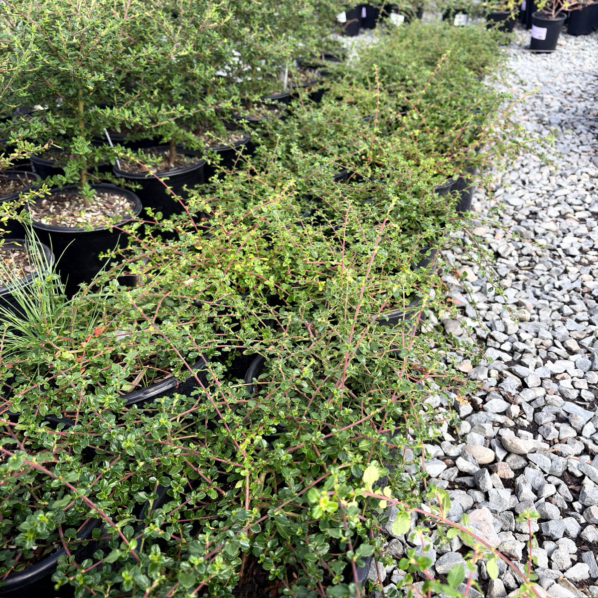 Centennial California Lilac