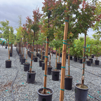 Centennial Spirit Crape Myrtle