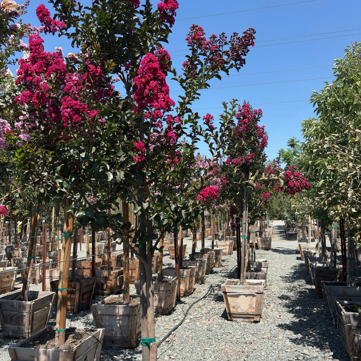 Centennial Spirit Crape Myrtle