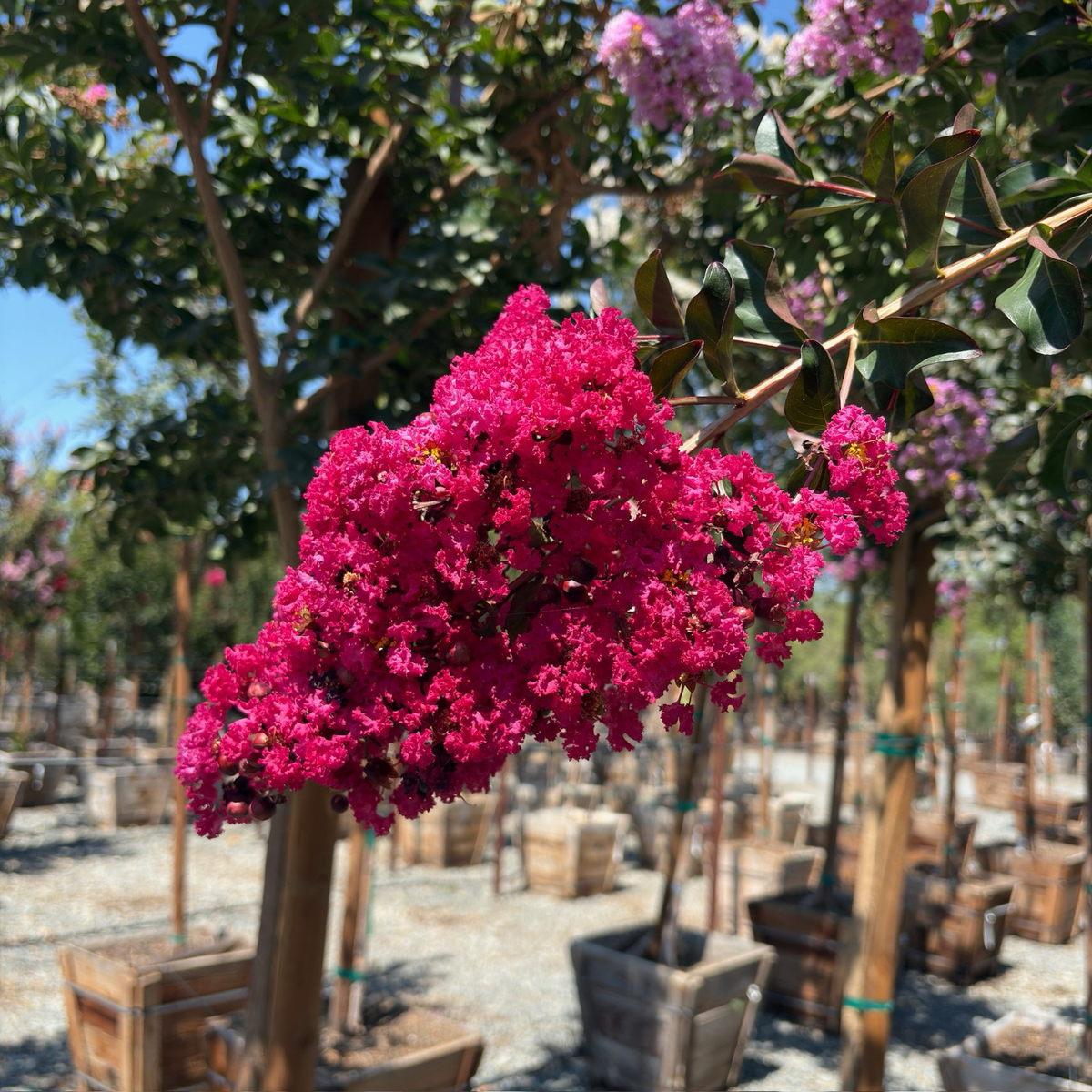 Centennial Spirit Crape Myrtle
